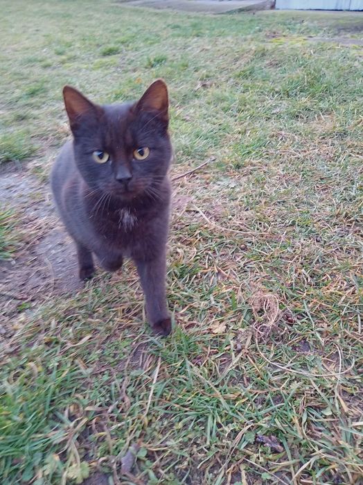 Dwa małe 5 miesięczne kotki