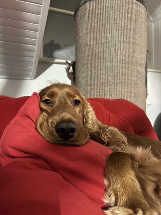 Reproduktor Cocker Spaniel Złoty/Rudy