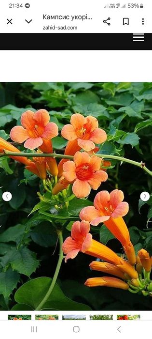 Кампсис-лиана укореняющаяся.