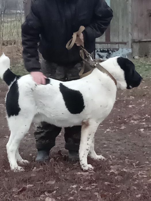 Кобель алабай вязка