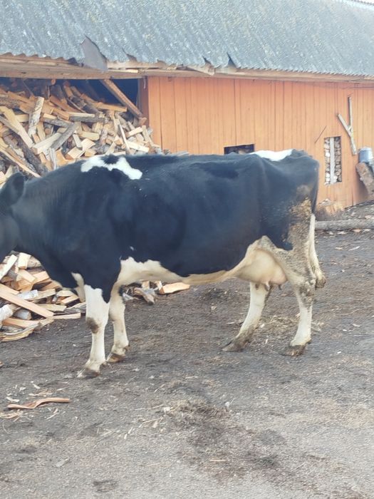 Продам добру корову