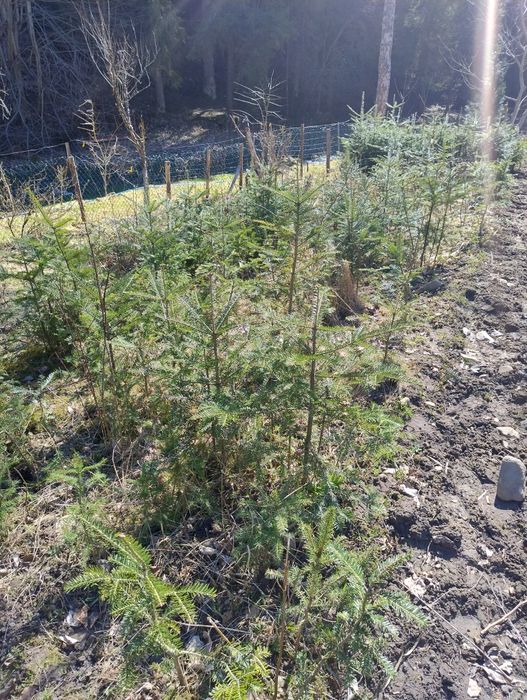 Sprzedam  sadzonki jodł.Nie wysyłam