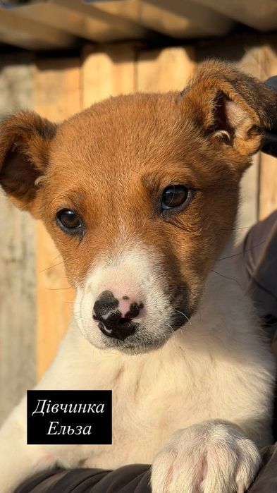 Цуценята врятовані в полі