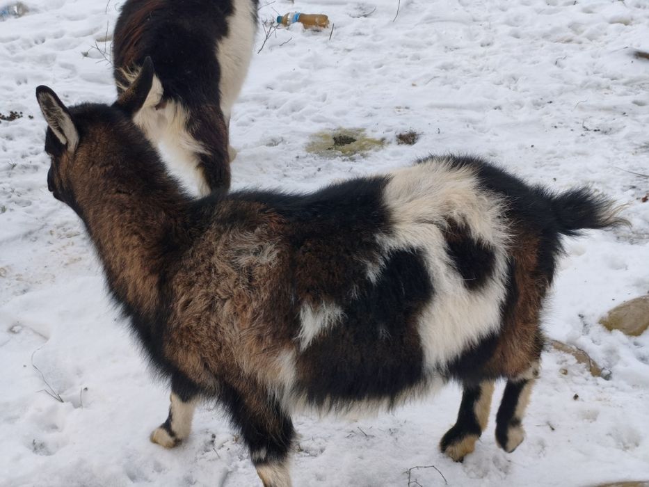 Кози молоді відгуляні