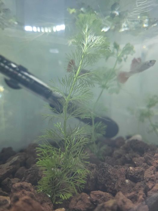 Plantas aquário