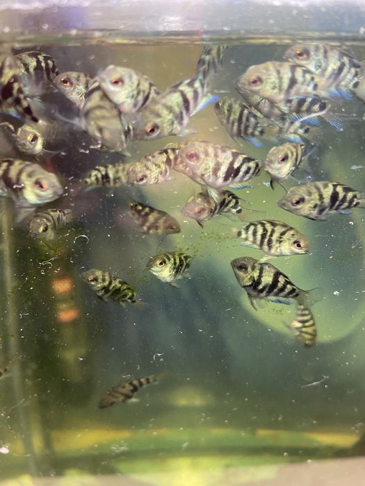 Продам аквариумных рыбок