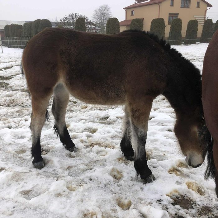 Źrebica zimnokrwiste