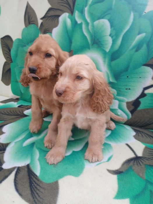 Suczka cocker spaniel ruda szczeniak