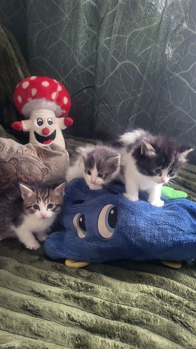 Віддамо у хороші руки