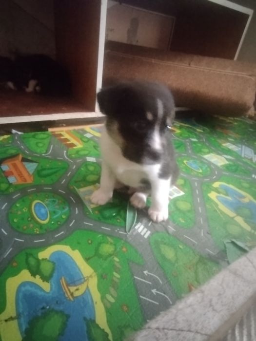 Продаю щенка Мальчика