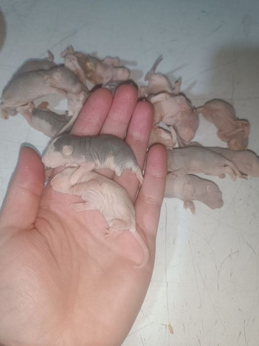 Щури пушки , опушата Криса 7 -8 грам, миша