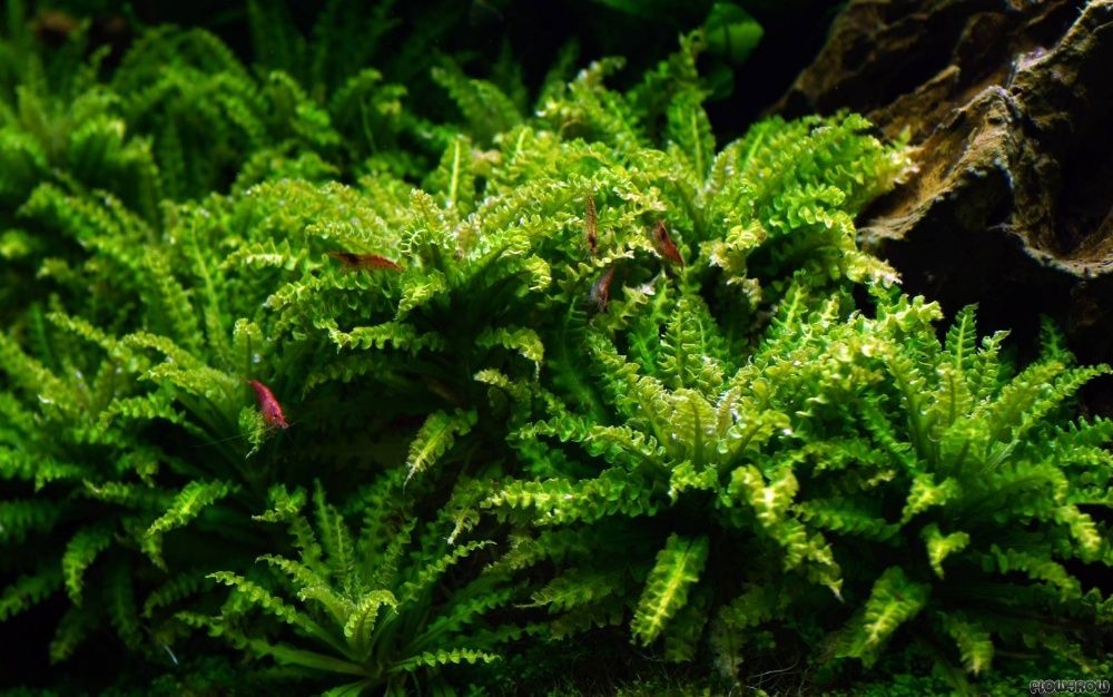 GB pogostemon helferi
