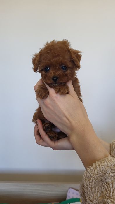 Мальтіпу, той пудель, хлопчик китай(poodle teacup, toypoodle)

Ось гот