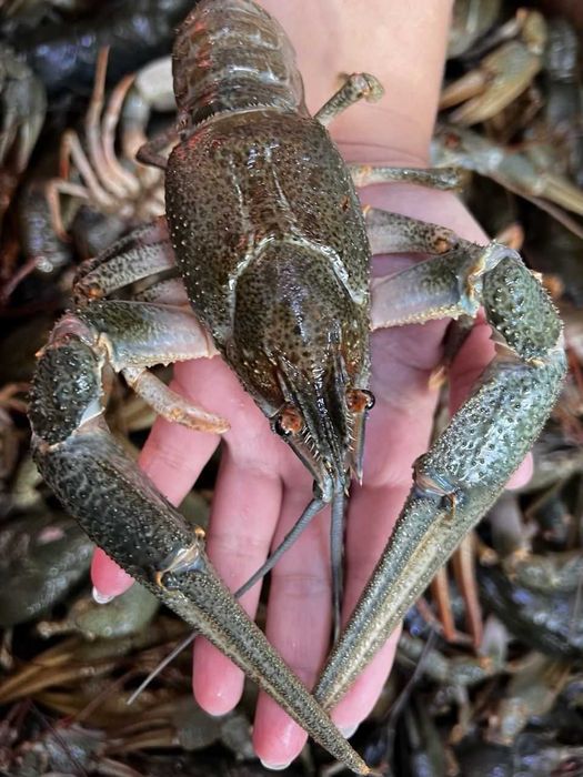 Пропонуємо живі свіжі раки є варка доставка