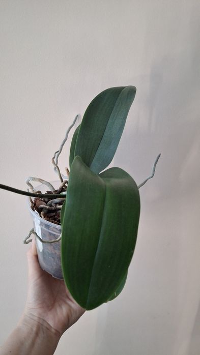 Орхідея фаленопсіс Sweet Girl