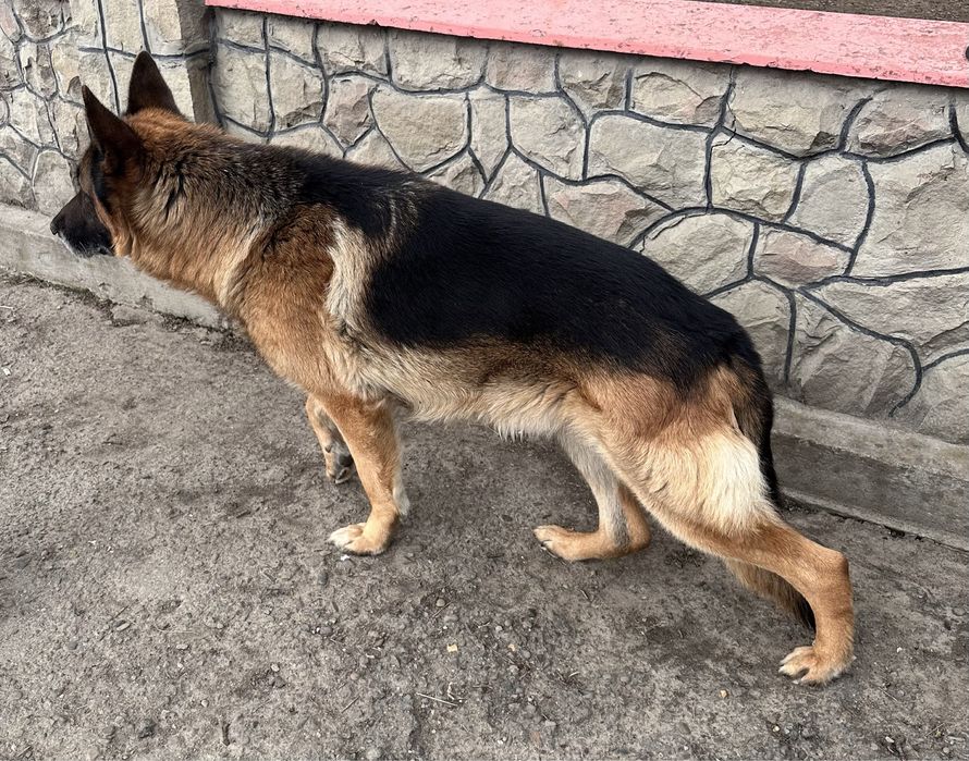 Німецький вівчар — кобель для в’язки (злучки). Німецька вівчарка. Вʼязка. Злучка.