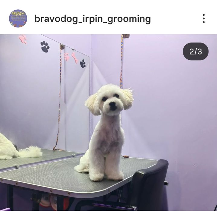 Стрижка собак грумер грумінг салон вичісування лінька спа калтуни коти