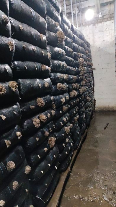 Мицелий вешенки м-8 зимний.