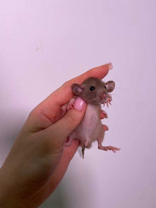 дамбо, щурики пацючки ручні, маленькі щуренята