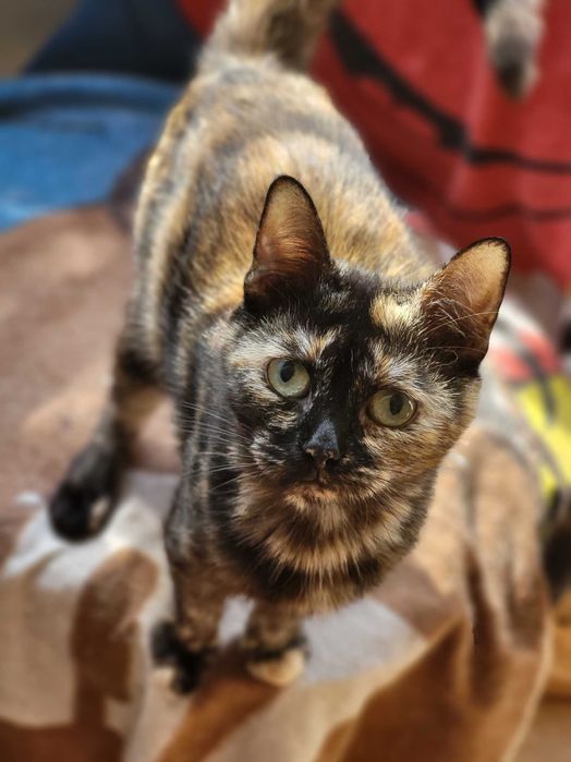 Кошечка Касиопея ищет дом