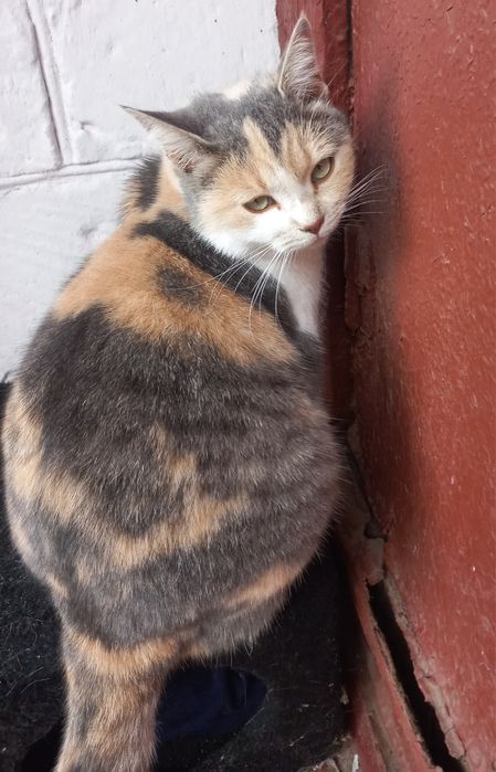 Триколорка проситься в сім'ю