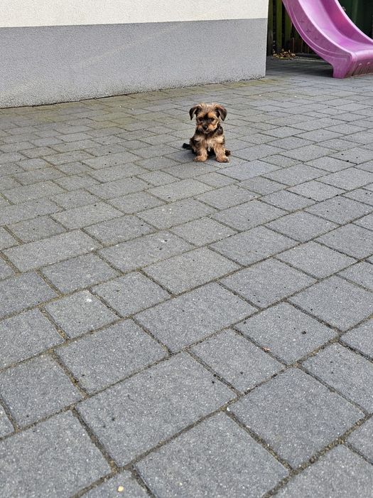 York terrier chłopczyk