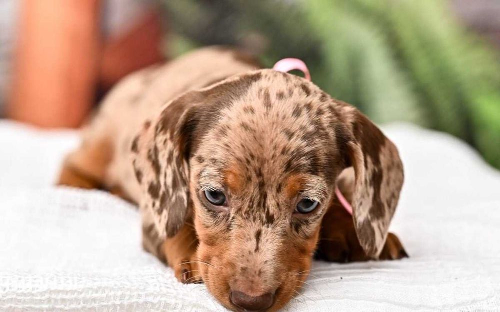 Teckel choco merle