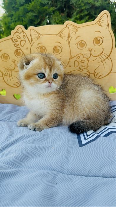 Плюшева шотландська дівчинка