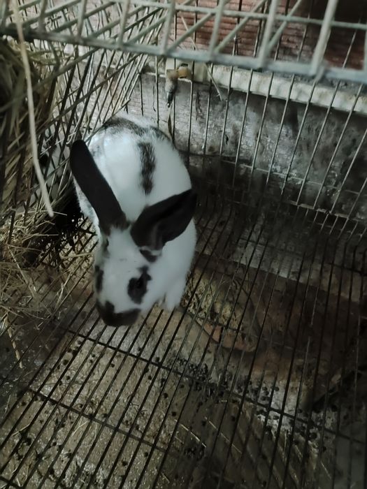 Coelhos caseiros cruzados