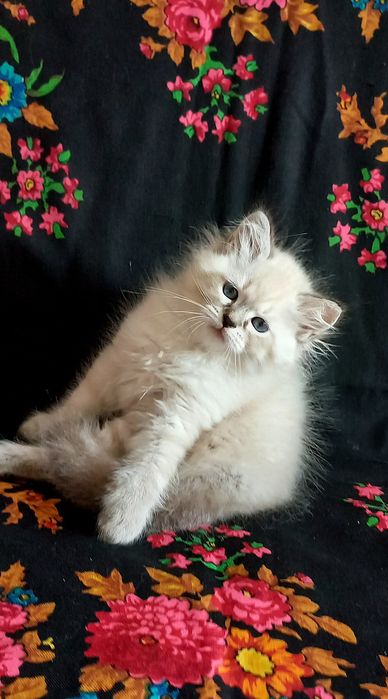Милый невский мальчик