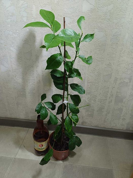 Лимон Павлівський Фікус РЕТУЗА варієгатна Шріверіана Гранат