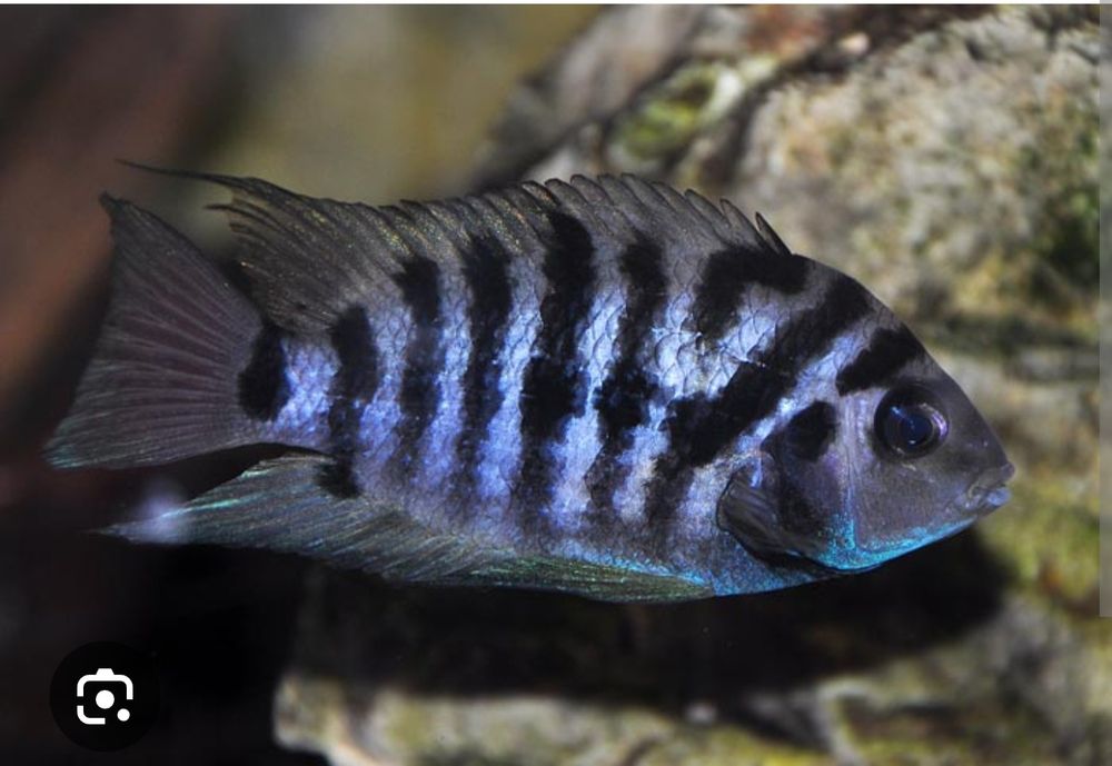 Pielegnica Zebra