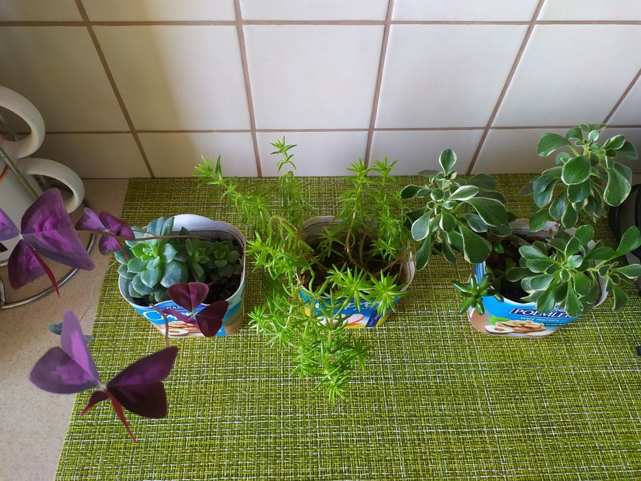 Сукуленти: еоніум, сєдум, ехеверія. Оксаліс