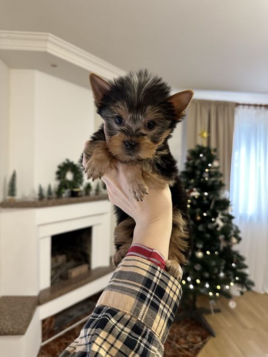 Хлопчик міні йорк Київ