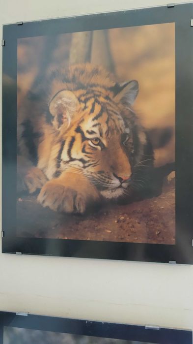 Quadros de tigres (cada unidade)  NEGOCIÁVEL