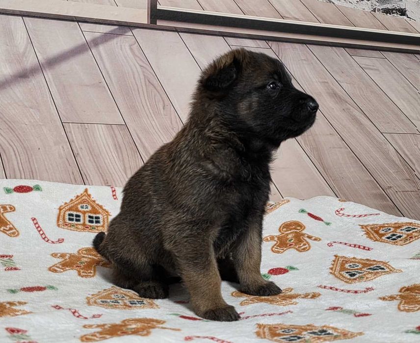 Owczarek Belgijski Malinois ZKwP