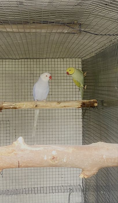 Ring necks para criar à mão.