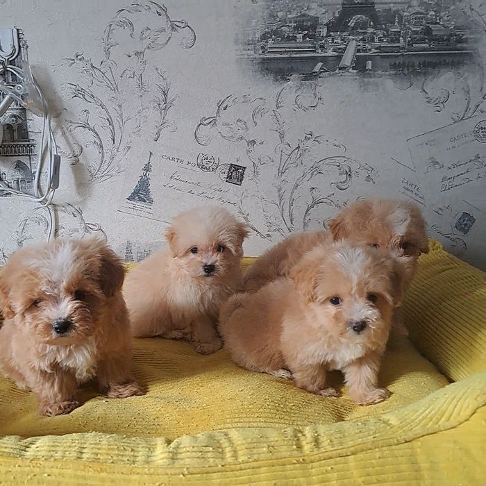 Мальтипу,мвльтипушки,f1.карамель,крем беби фейс