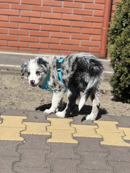 Border Collie - blue merle