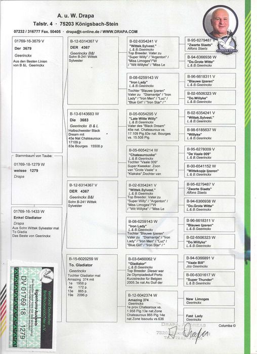 Młode Para 16 Ludo Classens Nico Va Noordenne x Drapa gołębie pocztowe