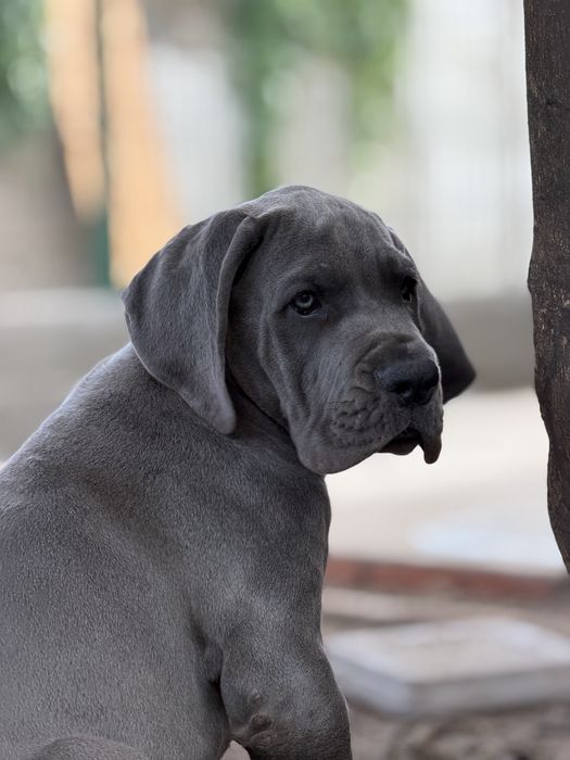 Dogue alemao Azul