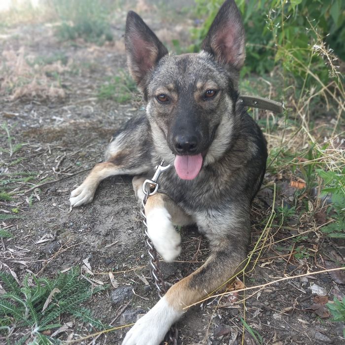 Помогите найти собаку, Вишгород р-н
