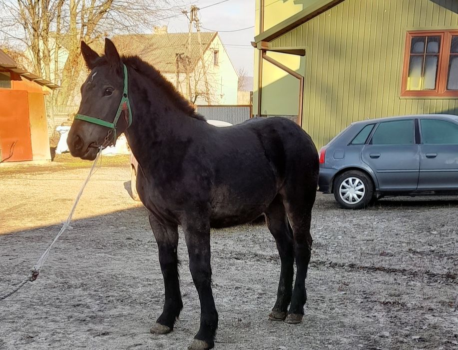 Zrebica zimnokrwista