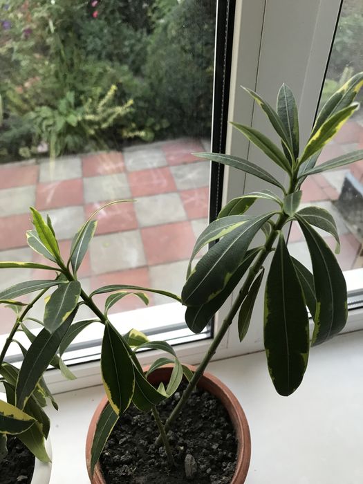 Олеандр  ряболистий