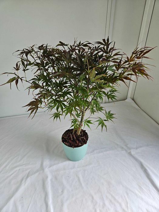 Klon palmowy Pave Dave 75cm C3 – czerwony przebarwiający się