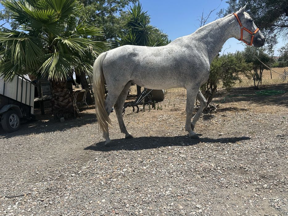 Egua Montada Habilidosa