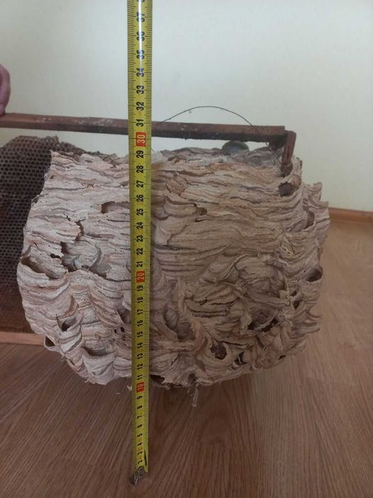 Гніздо шершнів для декору