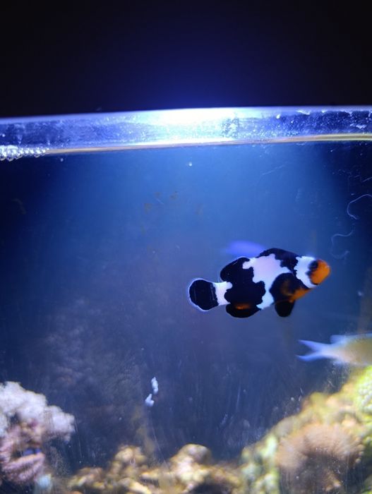 Peixe palhaço Black Ice Snowflake