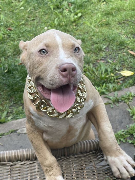 Американский булли стандарт хл и покет