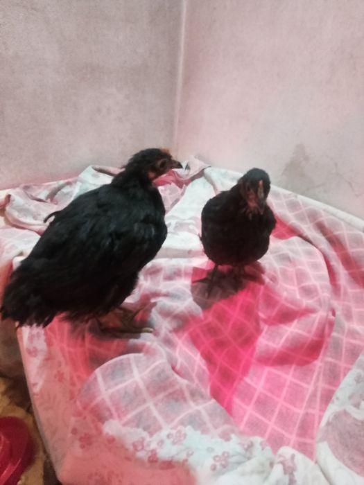 Disponível pintinho Jersey gigante negro e sebrait prata puro